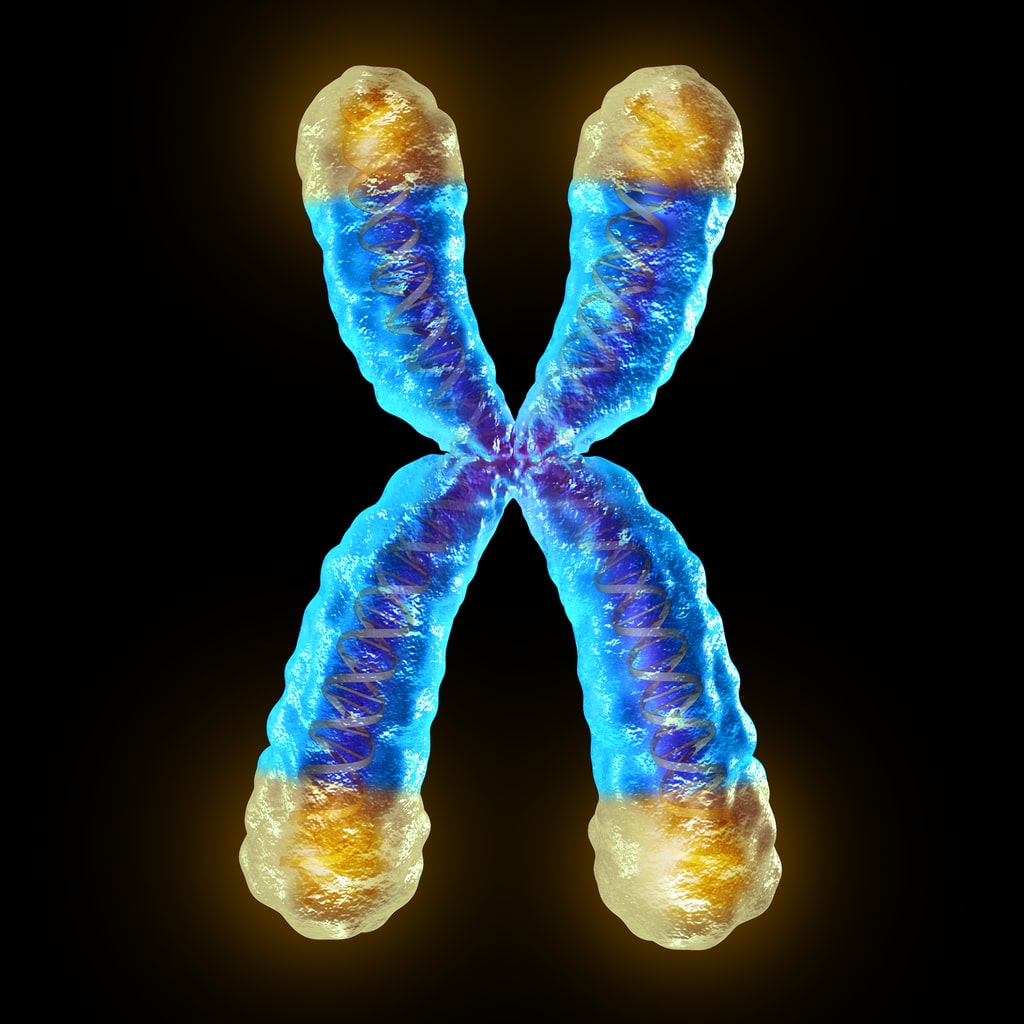 A telomere is the end of a chromosome.